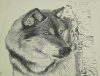 Wildlife - Wolf - Pencil